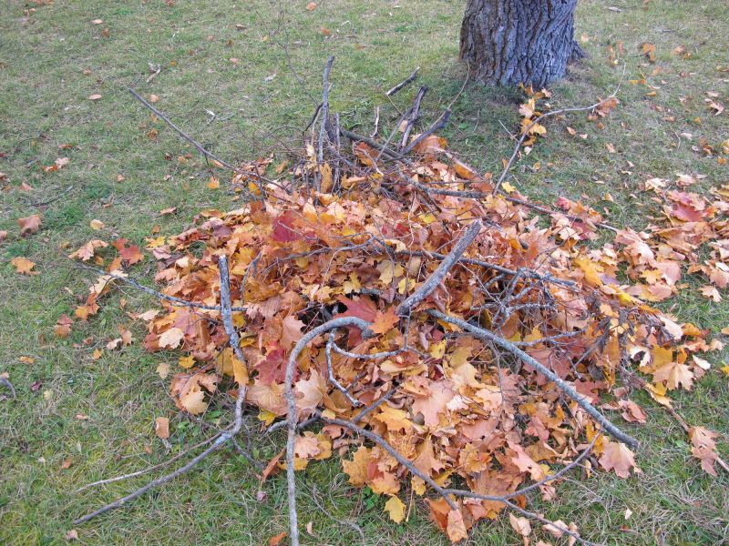Autumn Leaf Removal in Honolulu, HI