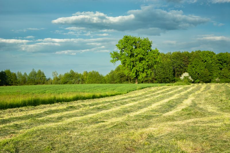 Brush Mowing Service in Prince Georges County, MD