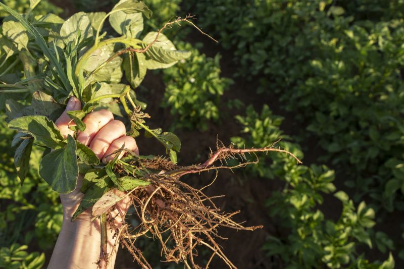 Garden Deweeding in Aiken, SC