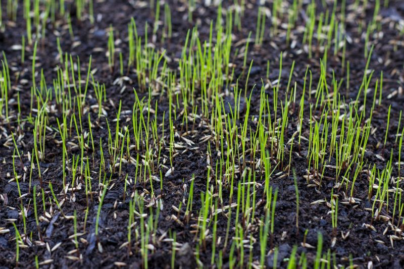 Grass Seed Installation in Honolulu, HI