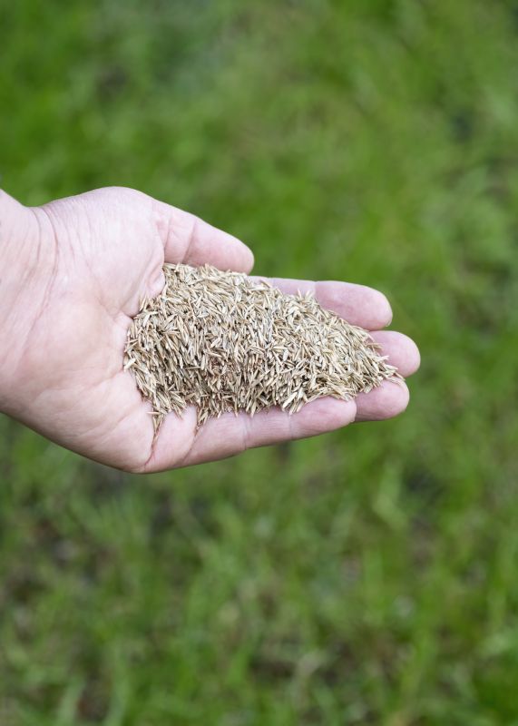 Grass Seed Installation in Ventura County, CA