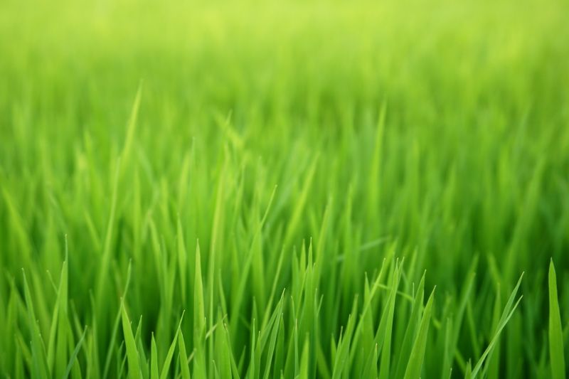 Grass Seeding Service in Honolulu, HI