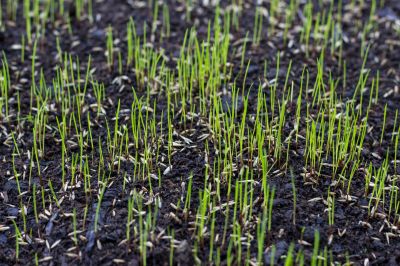 Grass Seeding Service in Ventura County, CA