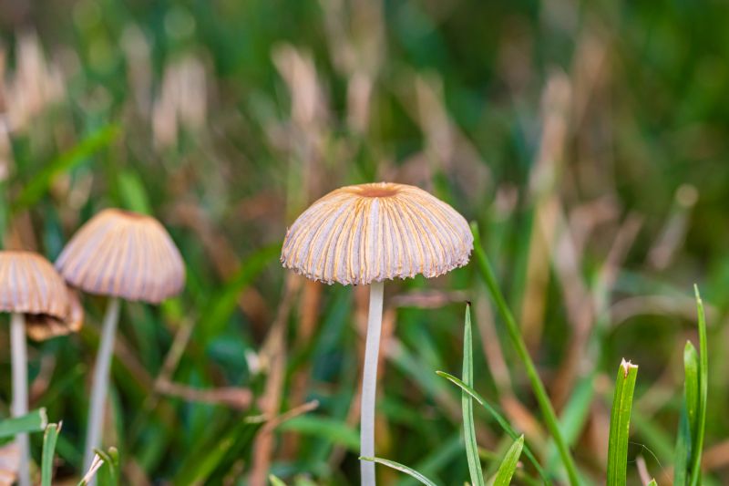 Lawn Fungus Treatment in Ventura County, CA