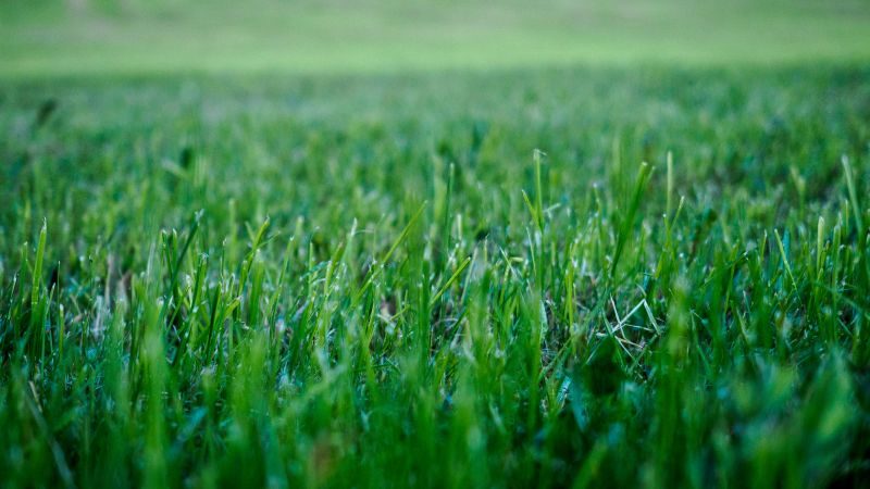 Lawn Management in Bowie, MD