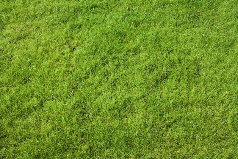 Lawn Seeding in Ventura County, CA
