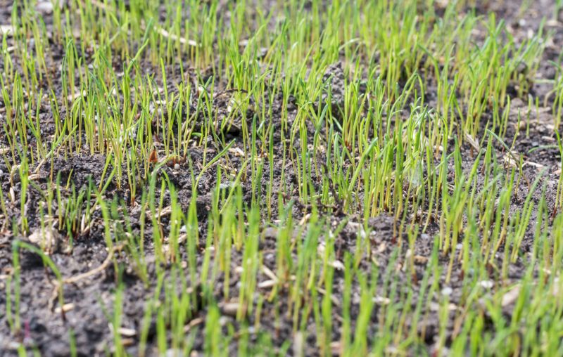 New Lawn Seeding in Honolulu, HI