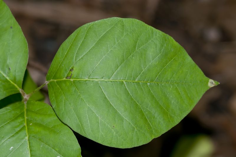Poison Ivy Removal in Allentown, PA