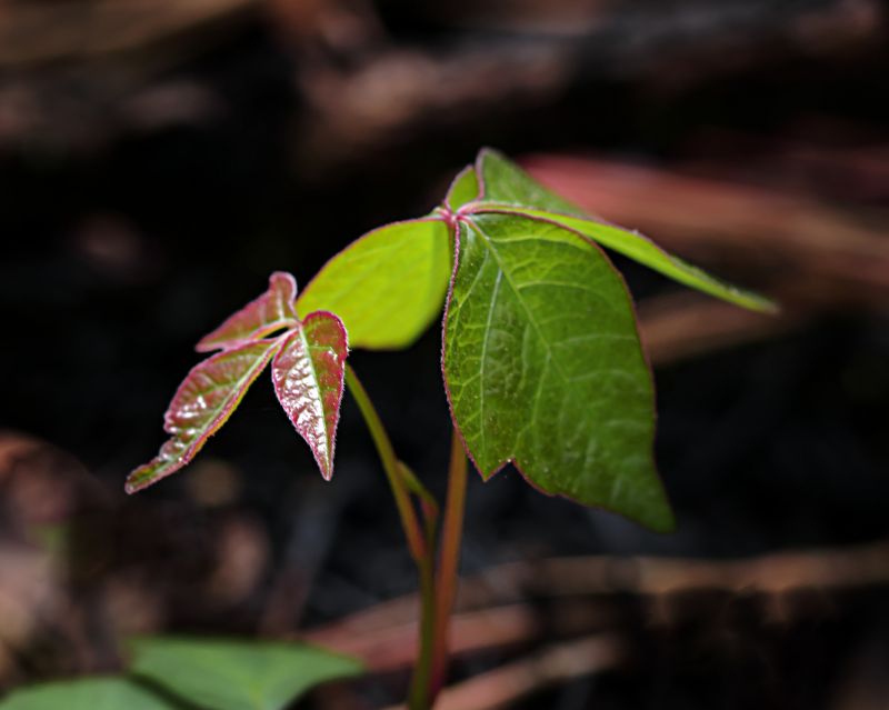 Poison Oak Removal in West Chester, PA