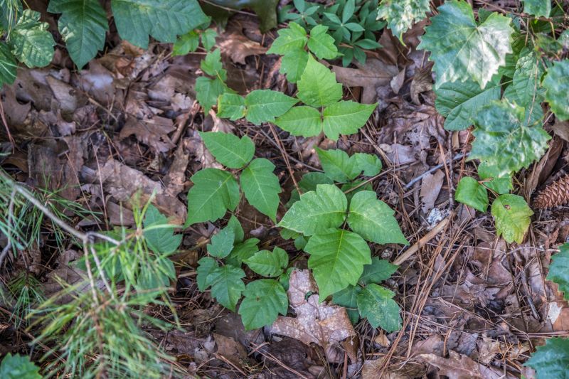Poison Oak Removal in Delaware County, PA