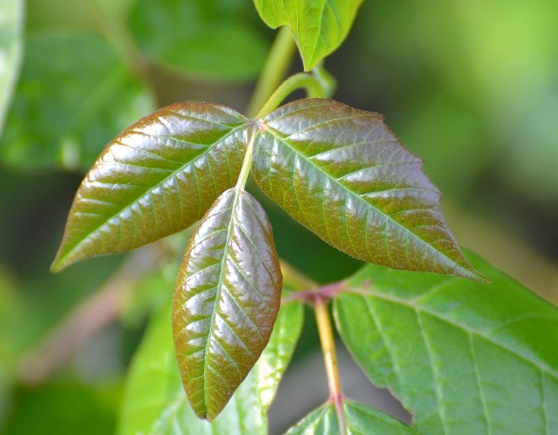 Poison Oak Removal in Lancaster County, PA