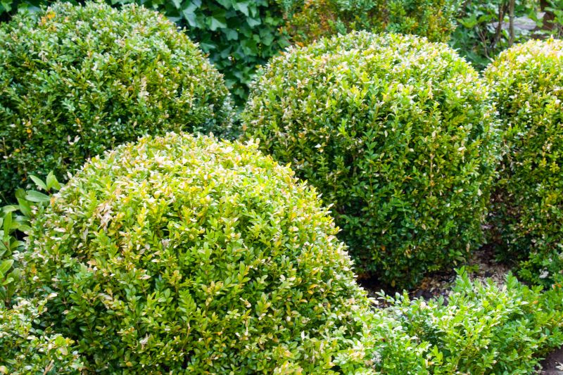 Trimmed Shrubs and Bushes