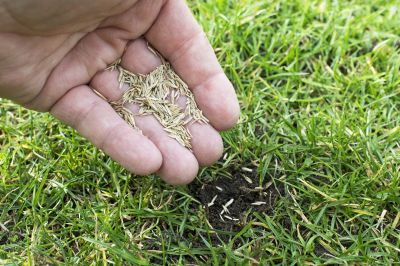 Spring Grass Seeding in Honolulu, HI