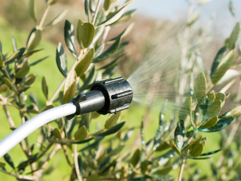 Thistle Treatment in Rockwall, TX