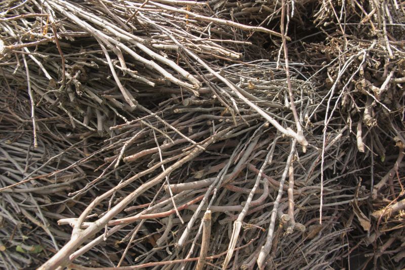 Tree Debris Removal in Honolulu, HI